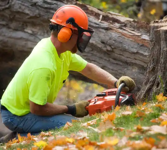 tree services South Glens Falls